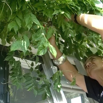 beskæring af blåregn beskæring af blåregn